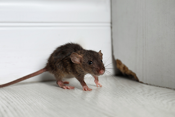 mouse rodent